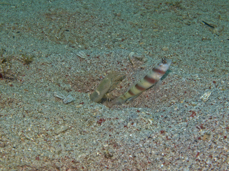 Goby, Sabang Wreck, Commensal Shrimp